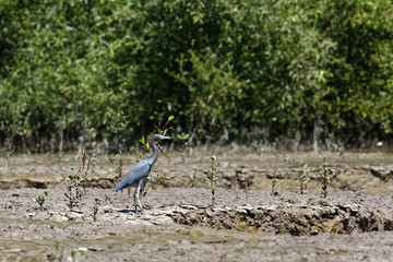 Aigrette bleue sur les berges vaseuses de l'estuaire du fleuve Sinnamary en Guyane française