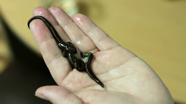 leeches crawling on hand