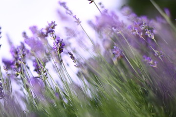 Lavendelblüten Hintergrund