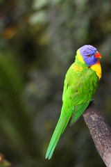 Lorikeet on the branch