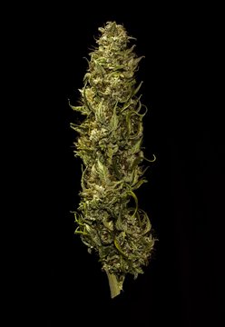 Marihuana bud on black background