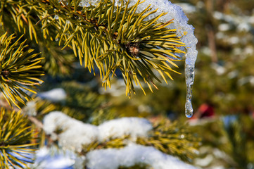 Pine branch with snow