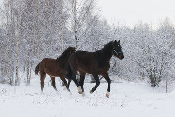 brown horse is running on the snow 
