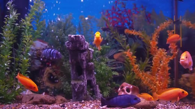 Freshwater aquarium fish.