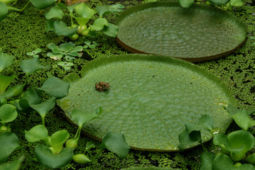 Lilly Pad and Toad