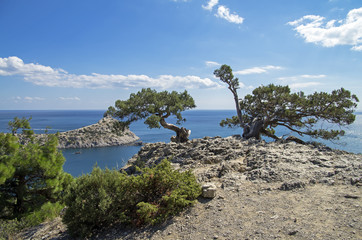 Relict juniper tree on a cliff above the sea. Crimea. © Sergey Rybin