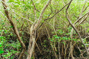 Mangrove tree Rhizophora mucronata