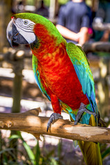 Parrot