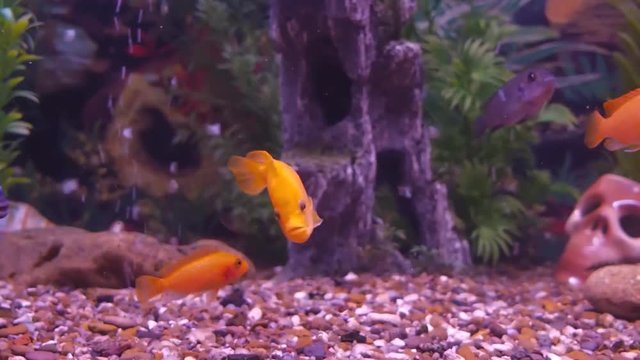 Freshwater aquarium fish.