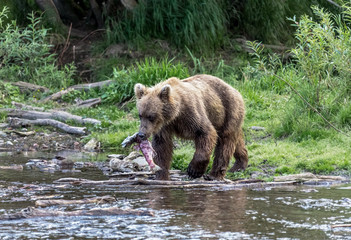 Naklejka na ściany i meble Kamchatka brown bear catches fish in the river Dvukhyurtochnaya - Kamchatka, Russia