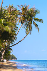 Palm tree on sea beach