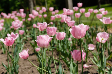 Bright pink tulips in the sun of a spring day