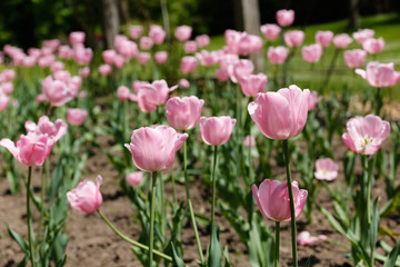 Obraz premium Bright pink tulips in the sun of a spring day