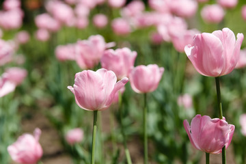Bright pink tulips in the sun of a spring day