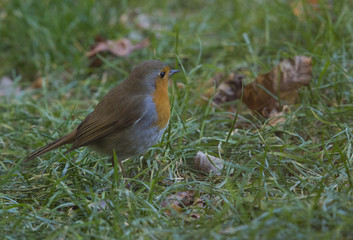 Pettirosso