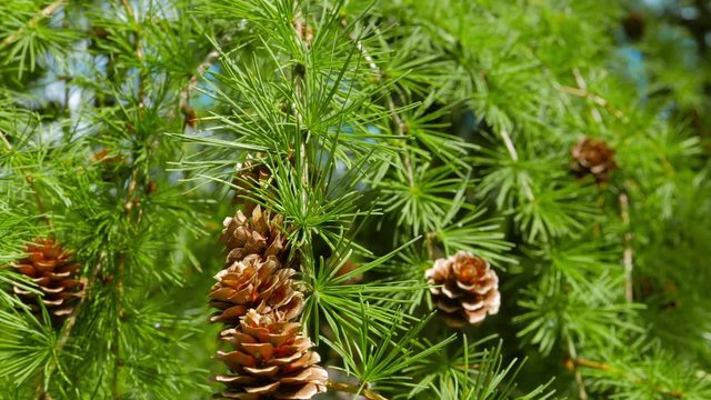 Cones on a larch