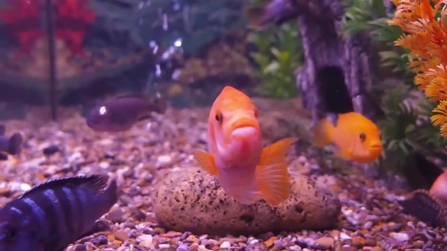 Freshwater aquarium fish.