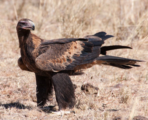 Close-up of an Australian wedge-tailed eagle somewhere in Queensland