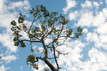 branch of tree and blue sky
