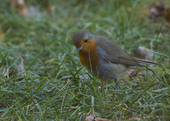 Pettirosso