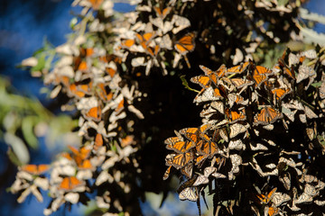 Cluster of migrating monarch butterflies rests in the shade of a tree grove