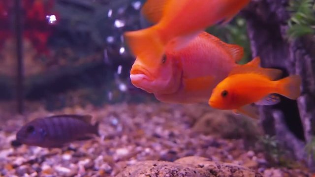 Freshwater aquarium fish.