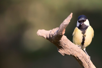 Parus major