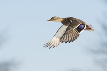 Flying Hen Mallard Duck
