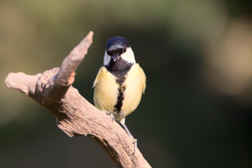 Parus major