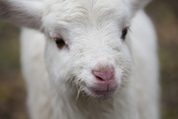 Fototapeta premium spring goat