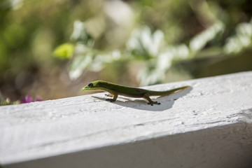 leezard
