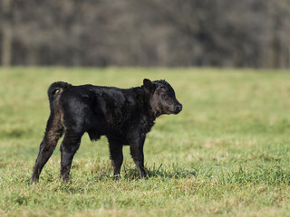 Black Angus Calves © Steve Oehlenschlager