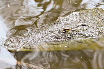 Crocodile eyes in a water