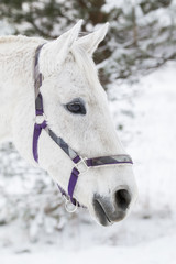 white horse portrait close up in winter 