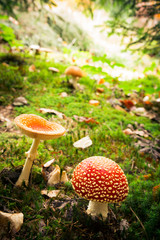 Mushroom In The Forest