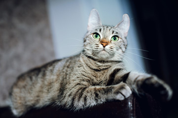 Beautiful cat on a dark background in the studio