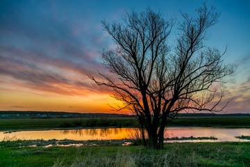 Fototapeta na wymiar Spring dawn on the river Don, big tree