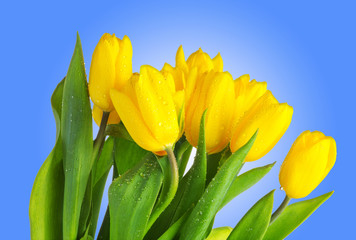 Naklejka premium Tulips with water drops isolated on blue background