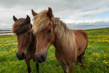 Brown Icelandic horses, Equus ferus caballus, standing on a field with mountains in the background, Iceland	
