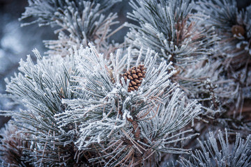 Naklejka na ściany i meble Conifer cone of a frozen pine tree in winter