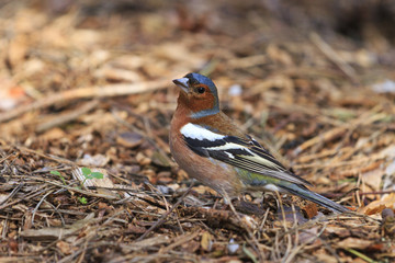 Finch among the first spring sprouts