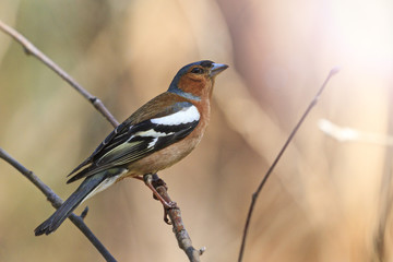 singing spring bird sitting on a branch with sunny hotspot