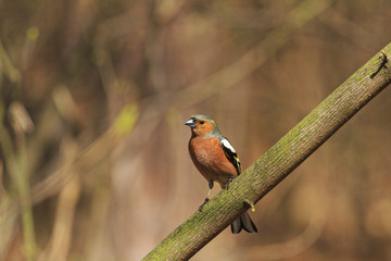 chaffinch sitting on a branch