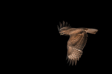 common buzzard Buteo  isolated on black