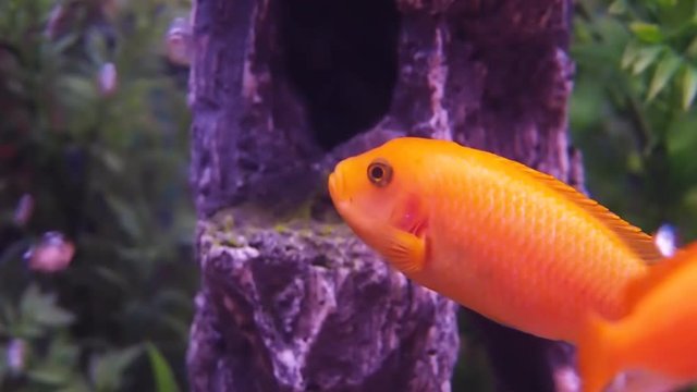 A cichlid aquarium, Full hd