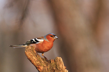 common chaffinch Fringilla coelebs sitting on a dry branch in the sun that comes
