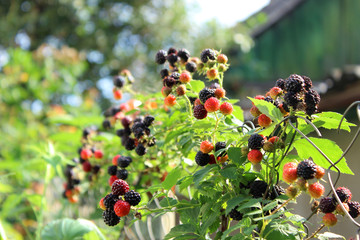 Ripe black raspberries grow on a branch in the garden, the summe