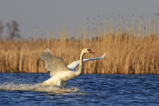 mute swan flutters on a blue lake