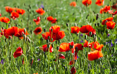 Fototapeta na wymiar Wild poppies in the field