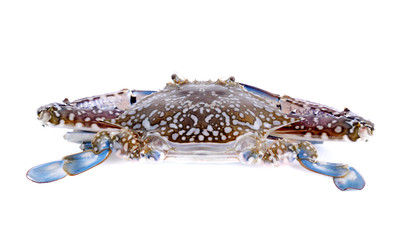 Fototapeta premium Blue Swimming Crabs isolated on white background